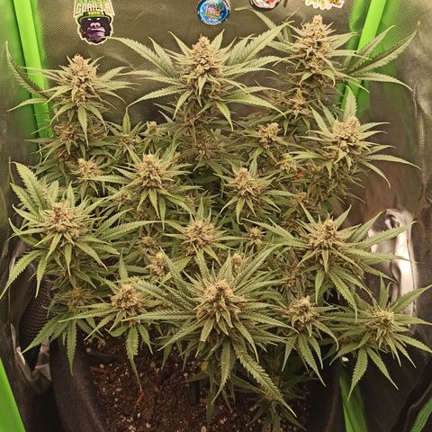 CALIFÓRNIA ORANGE  growlog timeline photo