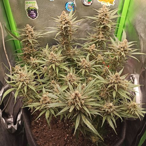 CALIFÓRNIA ORANGE  growlog timeline photo