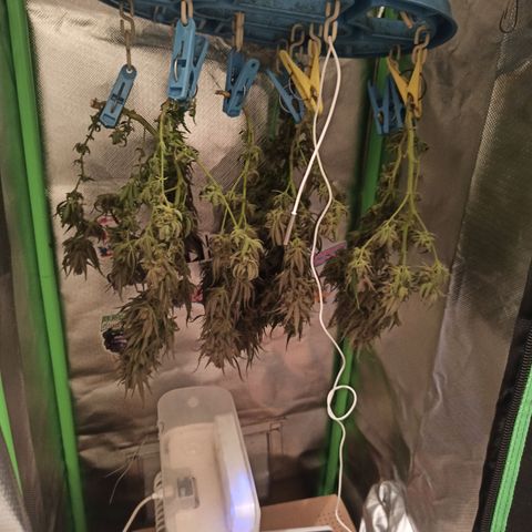 CALIFÓRNIA ORANGE  growlog timeline photo