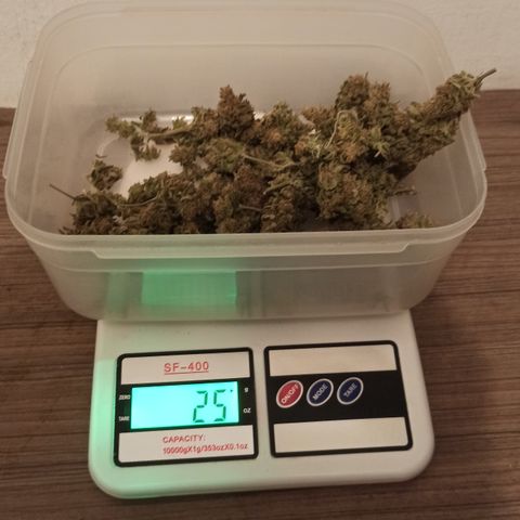 CALIFÓRNIA ORANGE  growlog timeline photo