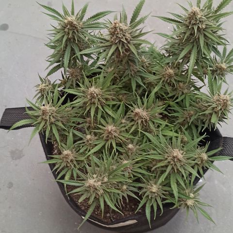 CALIFÓRNIA ORANGE  growlog timeline photo