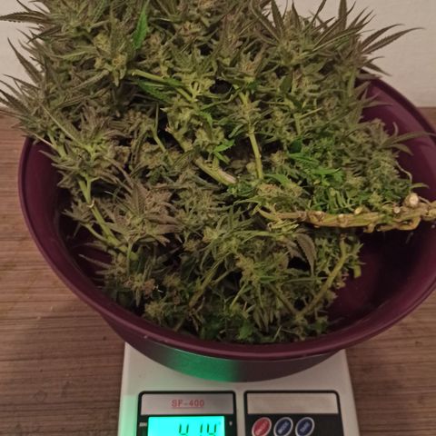 CALIFÓRNIA ORANGE  growlog timeline photo
