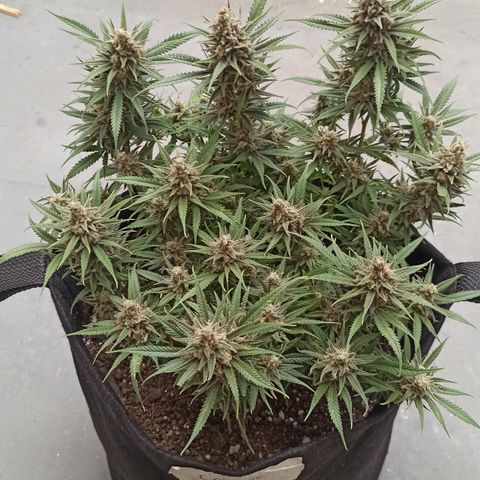 CALIFÓRNIA ORANGE  growlog timeline photo