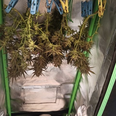 CALIFÓRNIA ORANGE  growlog timeline photo