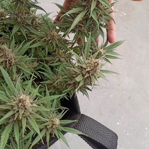 CALIFÓRNIA ORANGE  growlog timeline photo