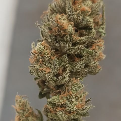 CALIFÓRNIA ORANGE  growlog timeline photo