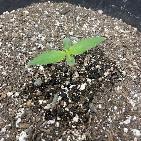 Critical Purple Auto growlog timeline photo