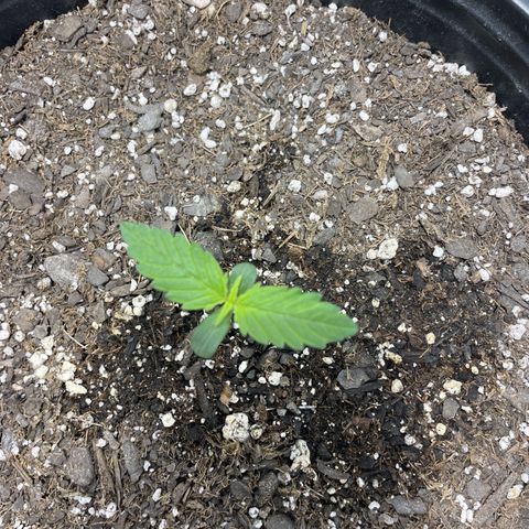 Critical Purple Auto #2 growlog photo: Plant growing tall and fast 