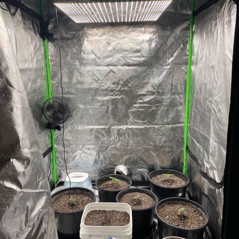 Critical Purple Auto growlog timeline photo