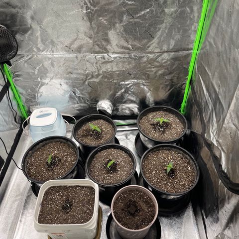 Critical Purple Auto growlog timeline photo