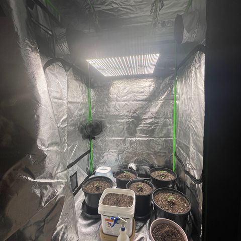 Critical Purple Auto growlog timeline photo