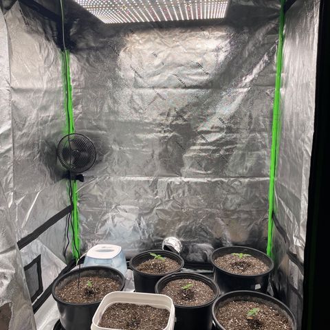 Critical Purple Auto growlog timeline photo