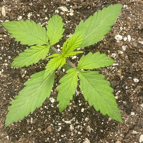 Critical Purple Auto growlog timeline photo