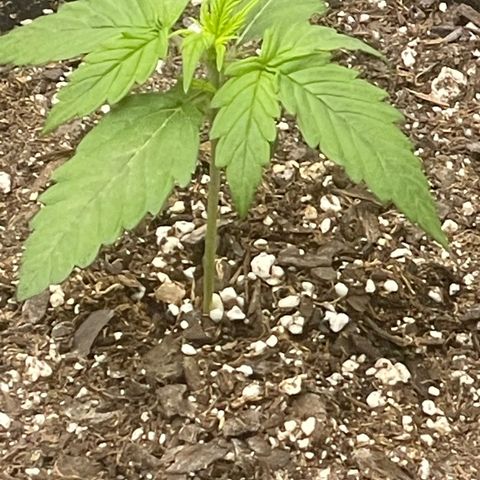 Critical Purple Auto #2 growlog timeline photo