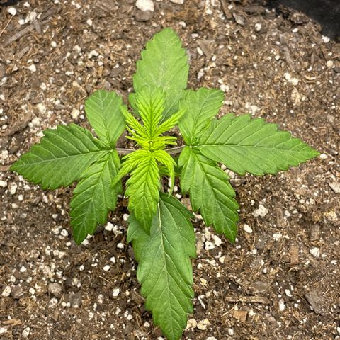 Critical Purple Auto #2 growlog timeline photo