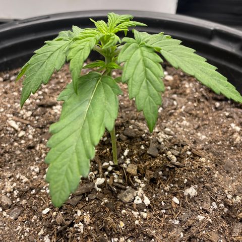 Critical Purple Auto #2 growlog timeline photo