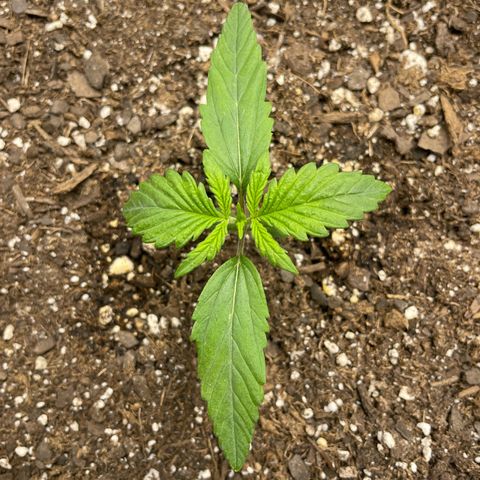 Gelato Auto growlog timeline photo