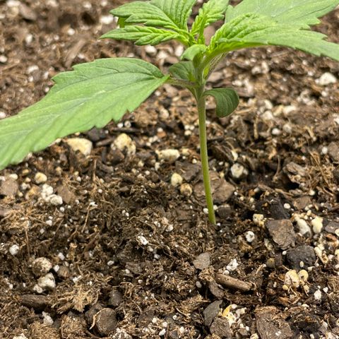 Gelato Auto growlog timeline photo