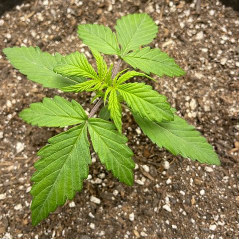 Critical Purple Auto growlog timeline photo