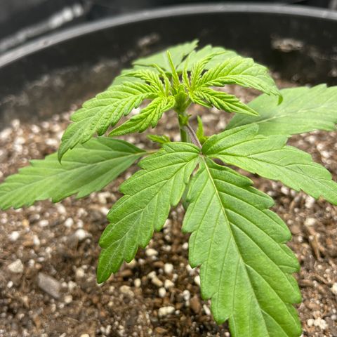 Critical Purple Auto growlog timeline photo