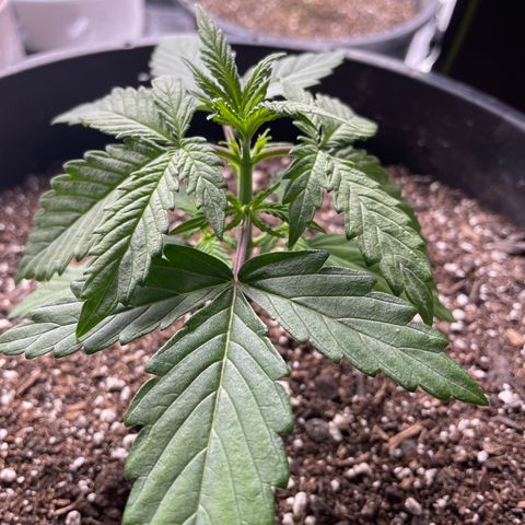 Critical Purple Auto growlog photo: Before vs After Topping 