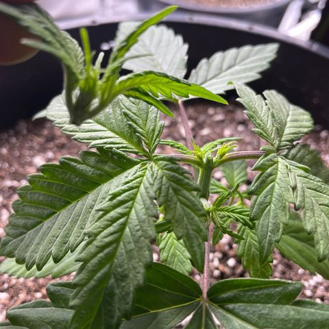 Critical Purple Auto growlog photo: Before vs After Topping 