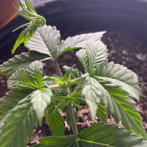 Critical Purple Auto #2 growlog photo: Topped today 