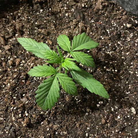 Gelato Auto growlog photo: Plant healthy and growing 