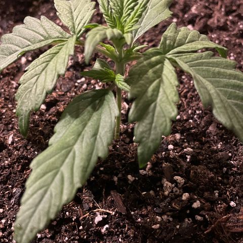 Gelato Auto growlog photo: Plant healthy and growing 