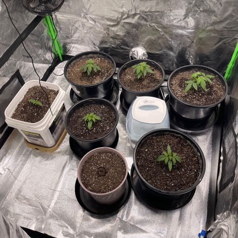 Critical Purple Auto #2 growlog photo: Plants growing and heathy. No signs of deficiency 