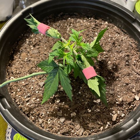 Critical Purple Auto #2 growlog photo: Started LST