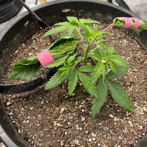 Critical Purple Auto growlog photo: LST in progress