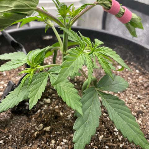 Critical Purple Auto growlog timeline photo