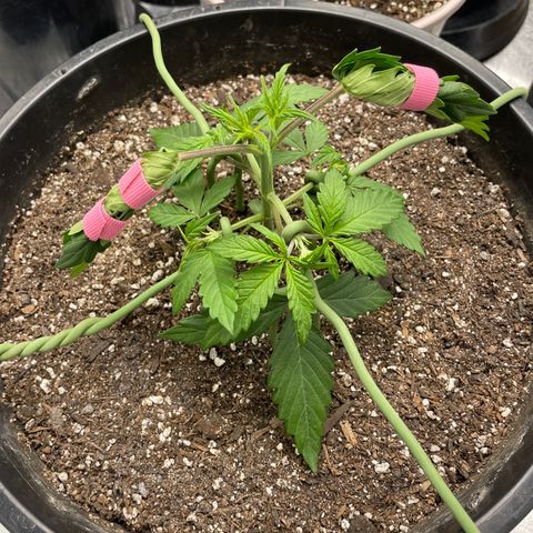 Critical Purple Auto growlog photo: More LST