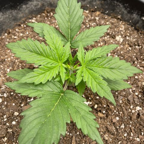 Gelato Auto growlog photo: Topped Plant 