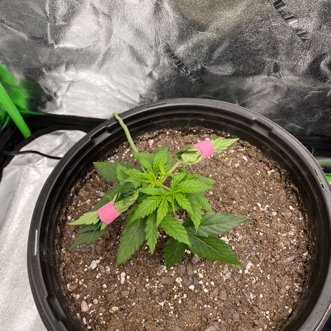 Critical Purple Auto #2 growlog photo: Colas growing big 