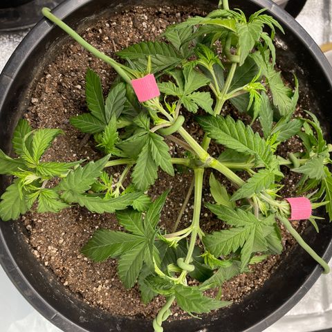 Critical Purple Auto growlog timeline photo