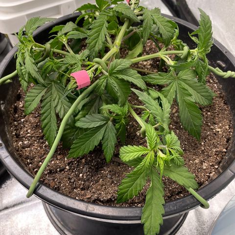 Critical Purple Auto growlog timeline photo