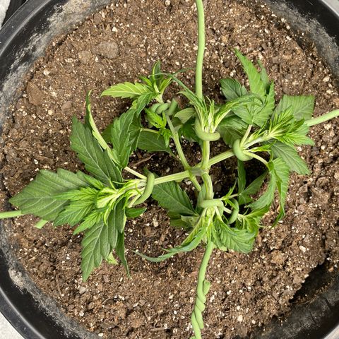 Gelato Auto growlog timeline photo