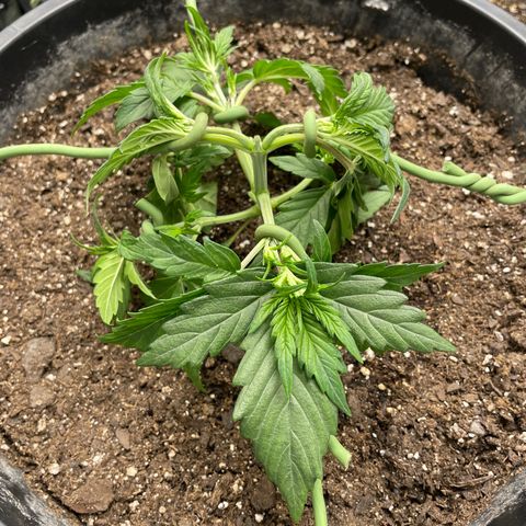 Gelato Auto growlog timeline photo