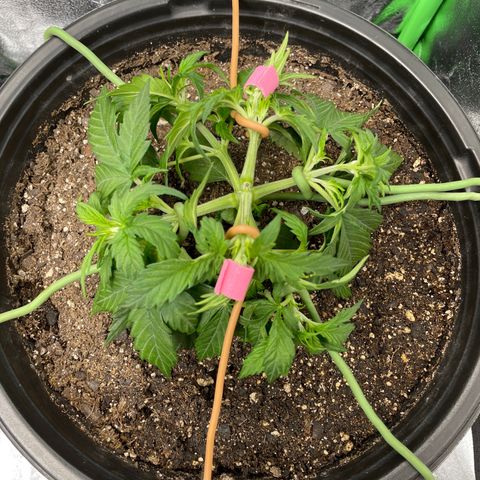 Critical Purple Auto #2 growlog photo: More LST