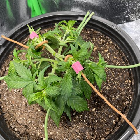 Critical Purple Auto #2 growlog photo: More LST