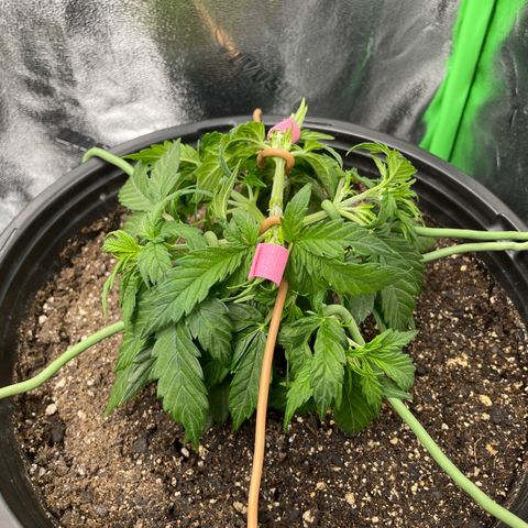 Critical Purple Auto #2 growlog photo: More LST