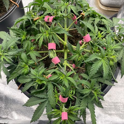 Critical Purple Auto growlog photo: Day 31 from Seed. Plant is thriving. Producing so many colas. Continued ponytailing and LST. Pretty much set for flower 