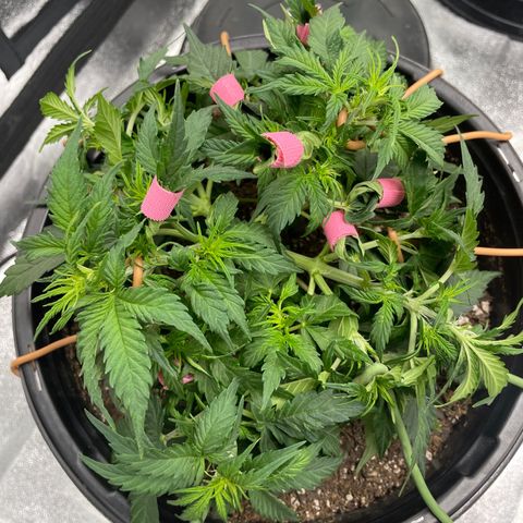Critical Purple Auto #2 growlog photo: Day 31 from Seed. Thriving 