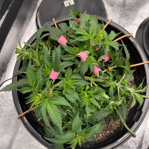 Critical Purple Auto #2 growlog timeline photo