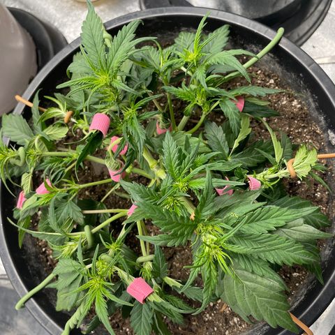 Gelato Auto growlog photo: Plant is healthy and thriving. Did more LST