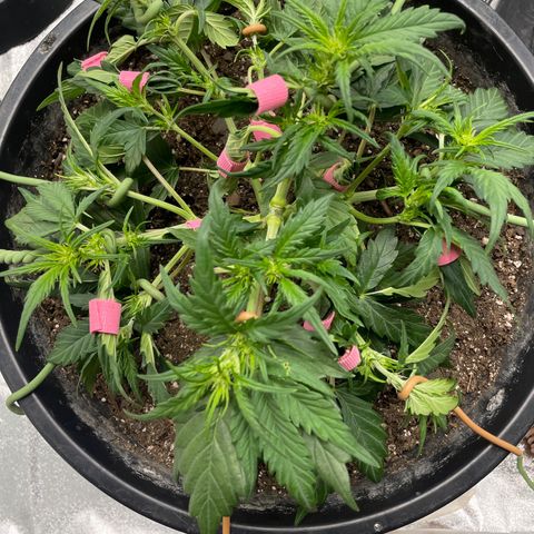 Gelato Auto growlog photo: Plant is healthy and thriving. Did more LST
