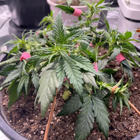 Gelato Auto growlog photo: Plant is healthy and thriving. Did more LST