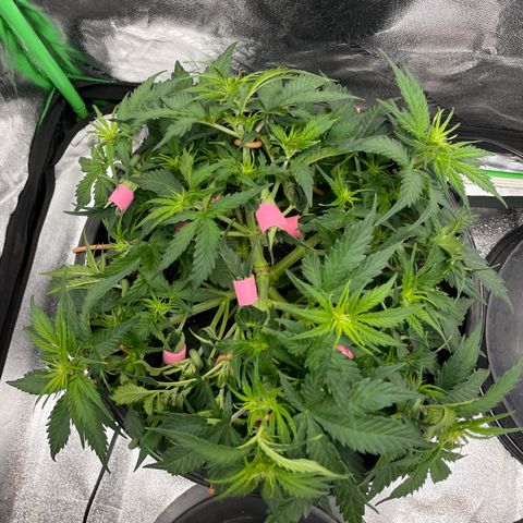Critical Purple Auto #2 growlog photo: Plant is growing fast. Lots of bud sites 